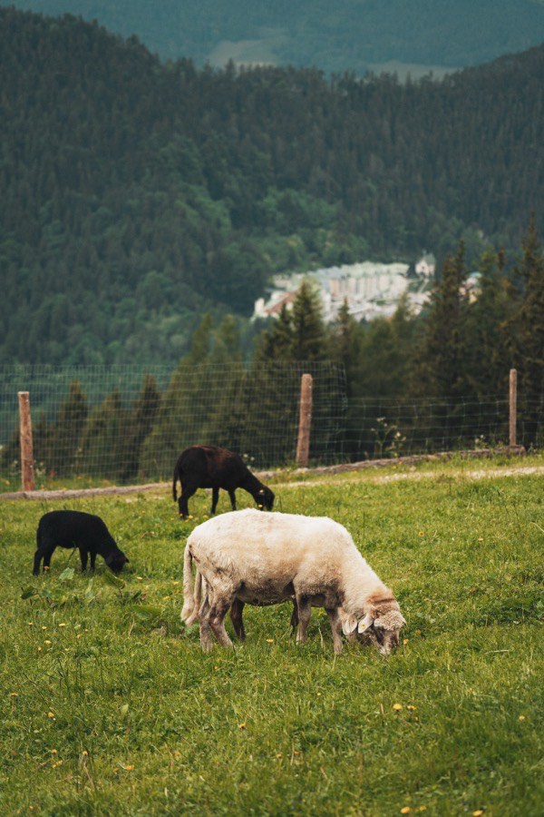 Tiergehege direkt am Haus